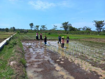 PENANAMAN BIBIT PADI DI DEMPLOT DI KELOMPOK TANI MARGOREJO